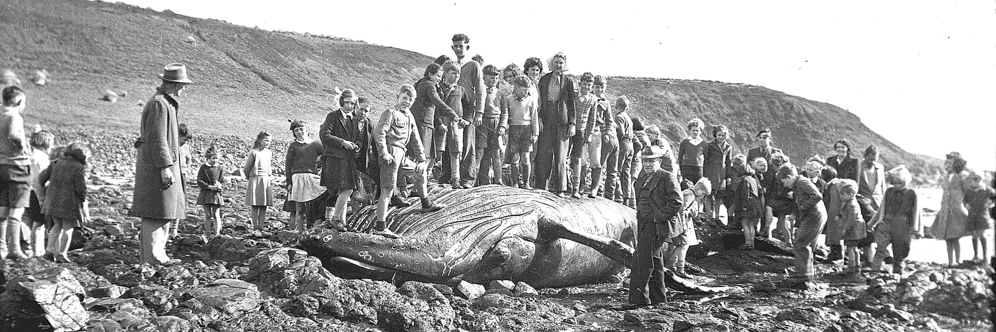 A whale of a problem