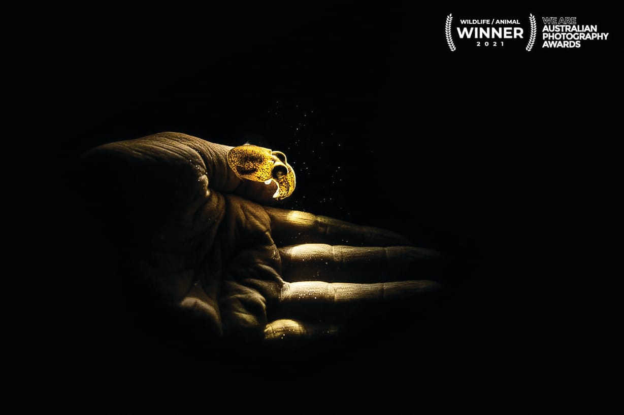 San Remo photographer awarded top national gong