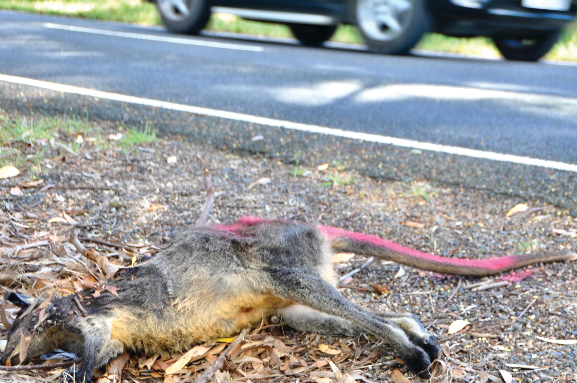 Speed number one wildlife killer