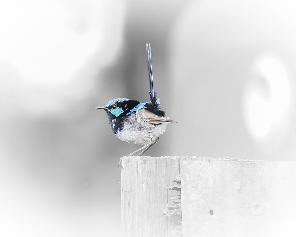 Reader submissions album #1