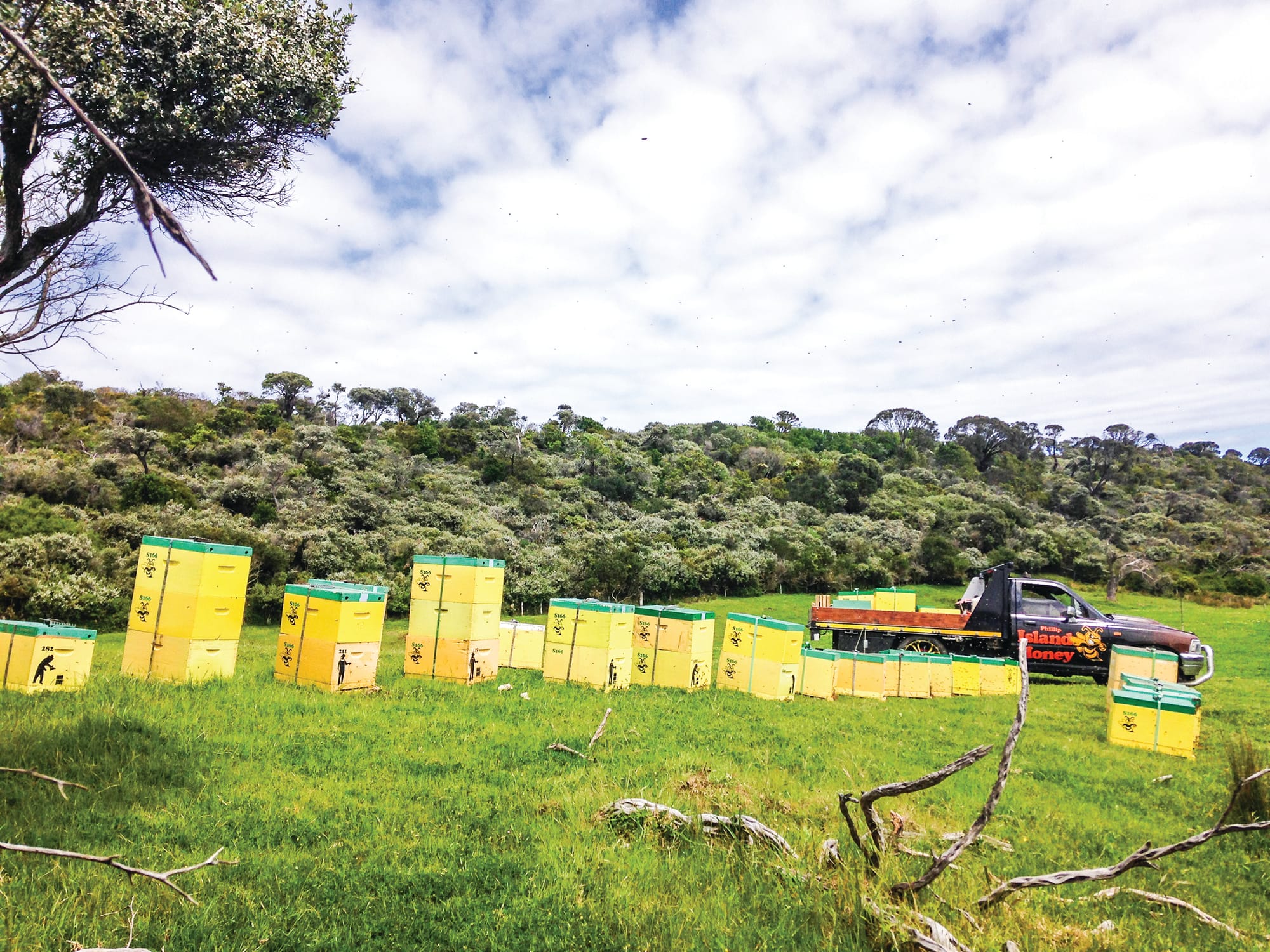 Warning on worst bee swarming season