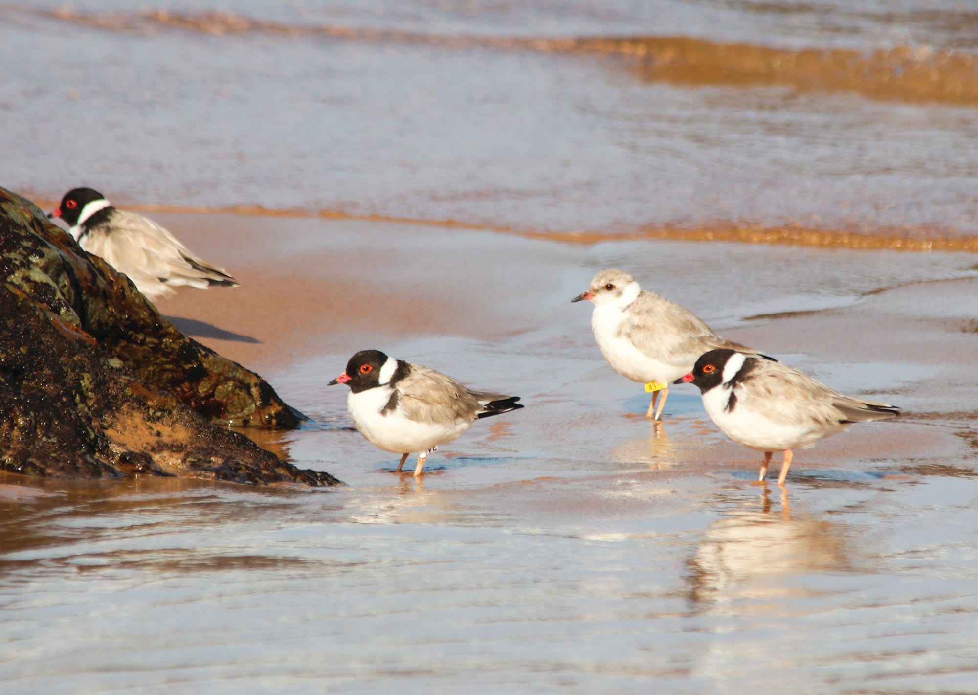 Hooded plover parents become empty nesters