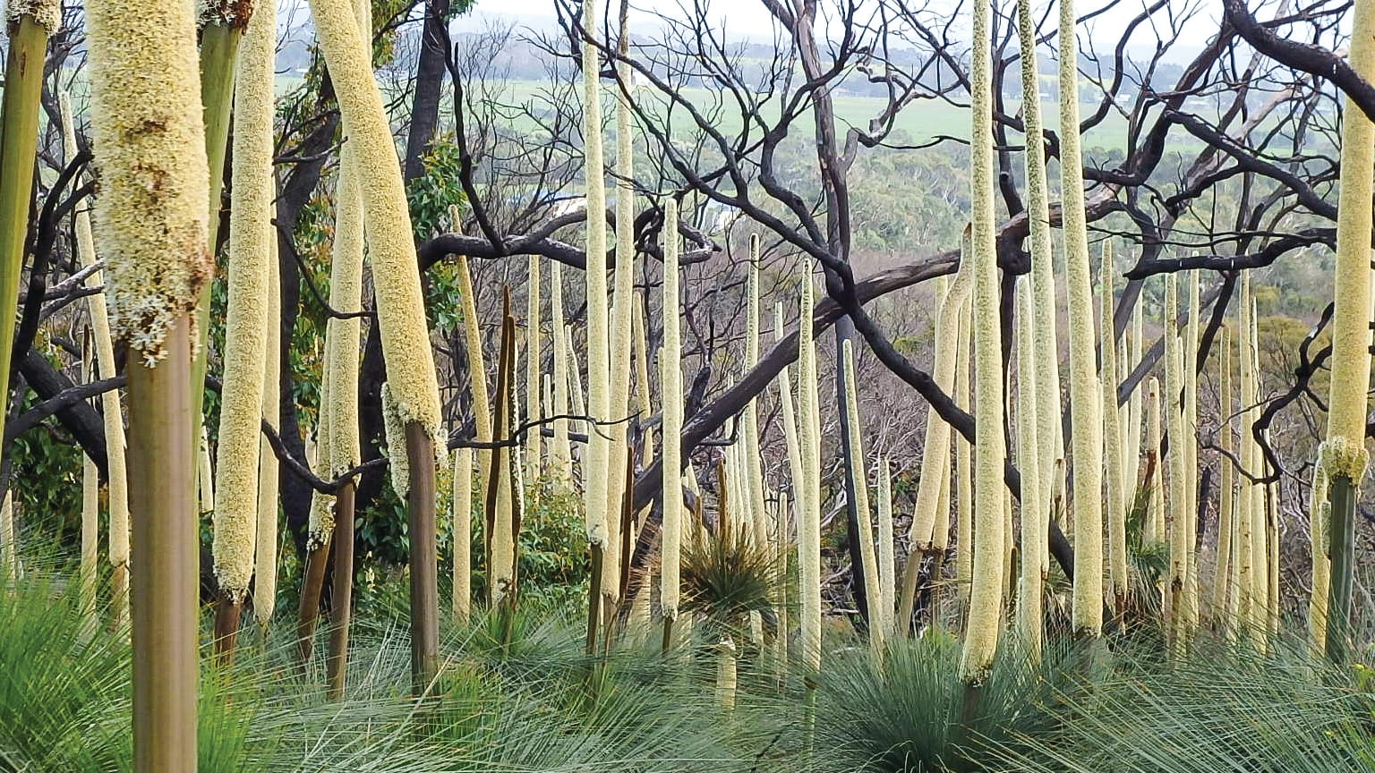 Miner to be investigated after “ancient” forest uprooted