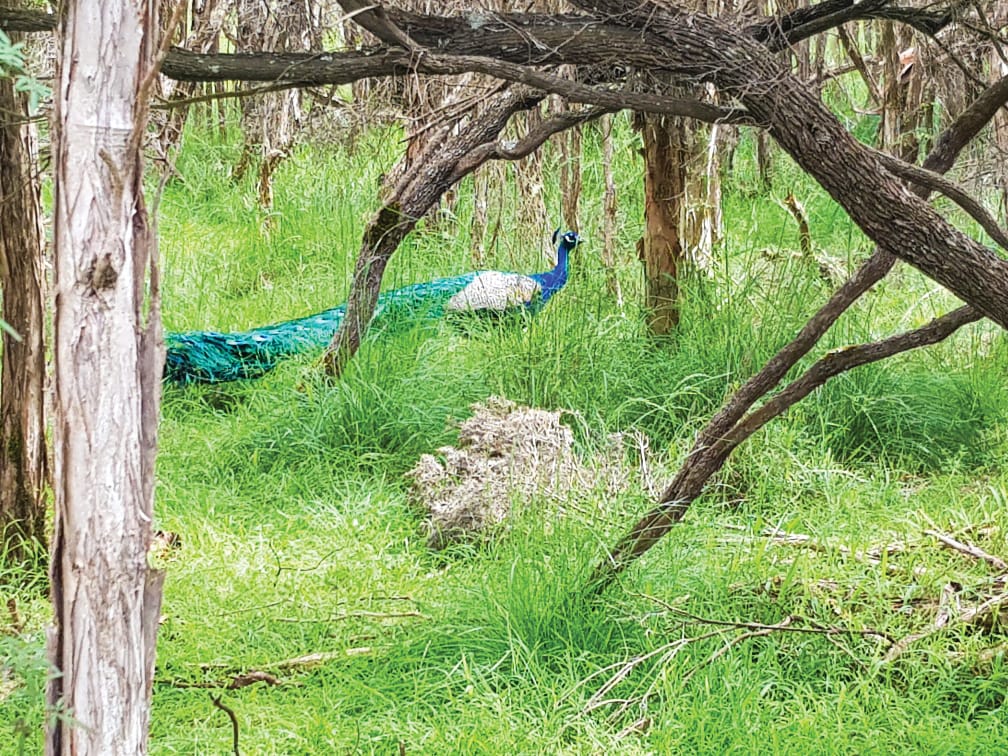 Odd spot: a bizarre bird in the bush