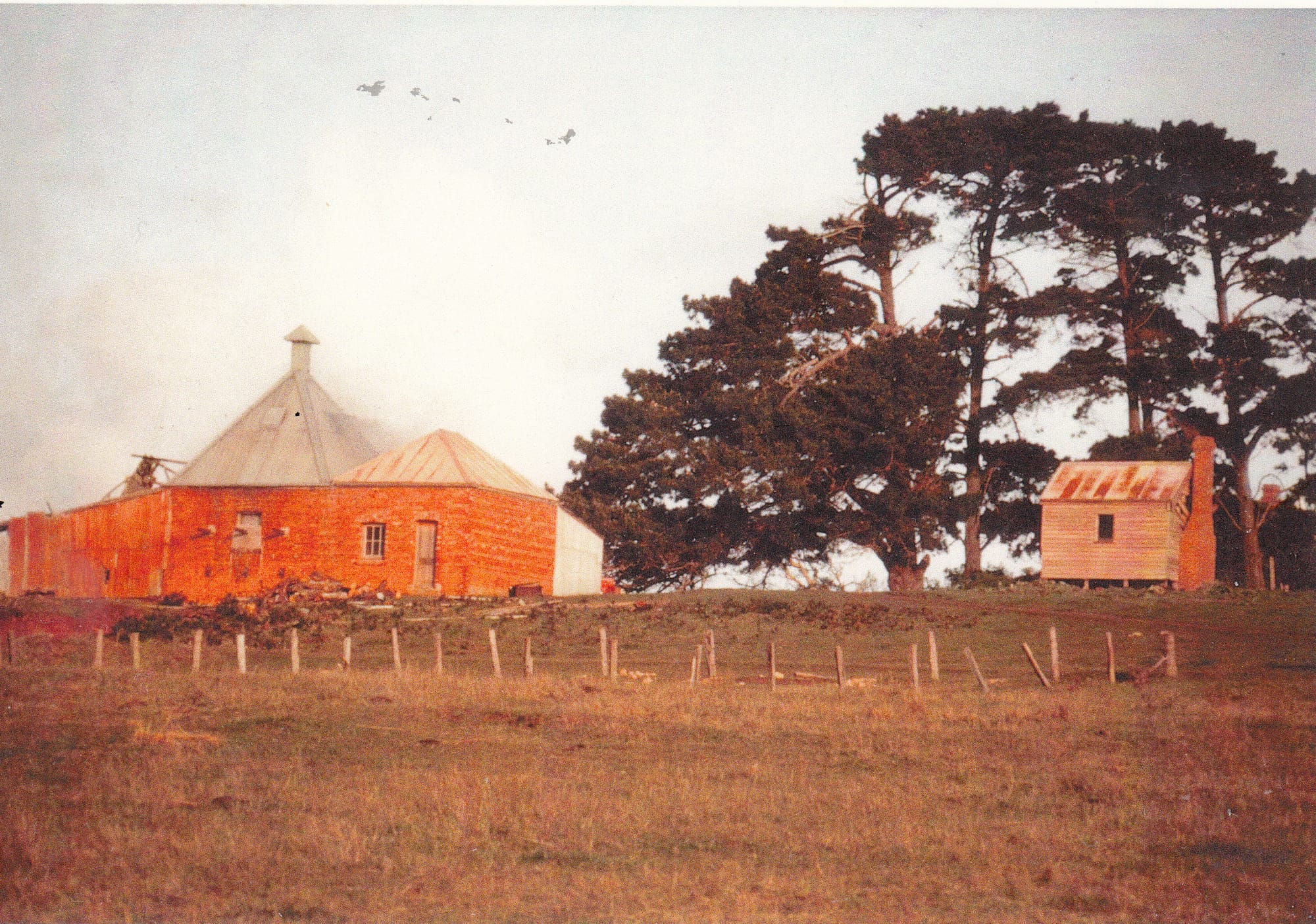 The chicory industry