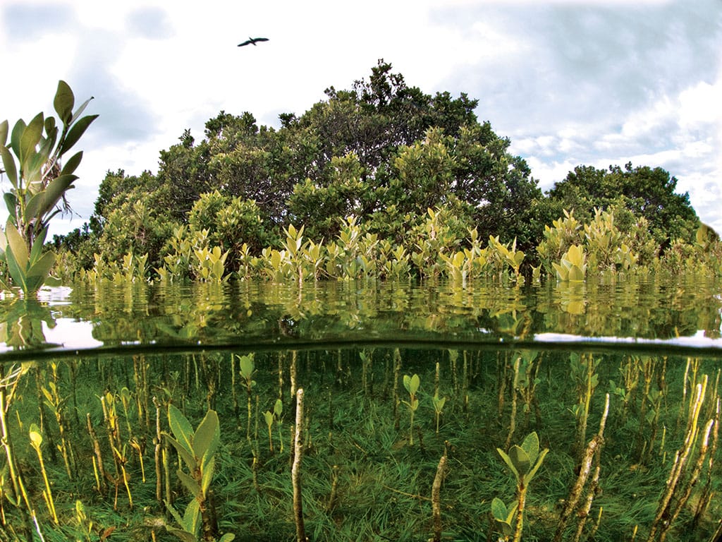 A Marine Mili series: The lungs of the sea
