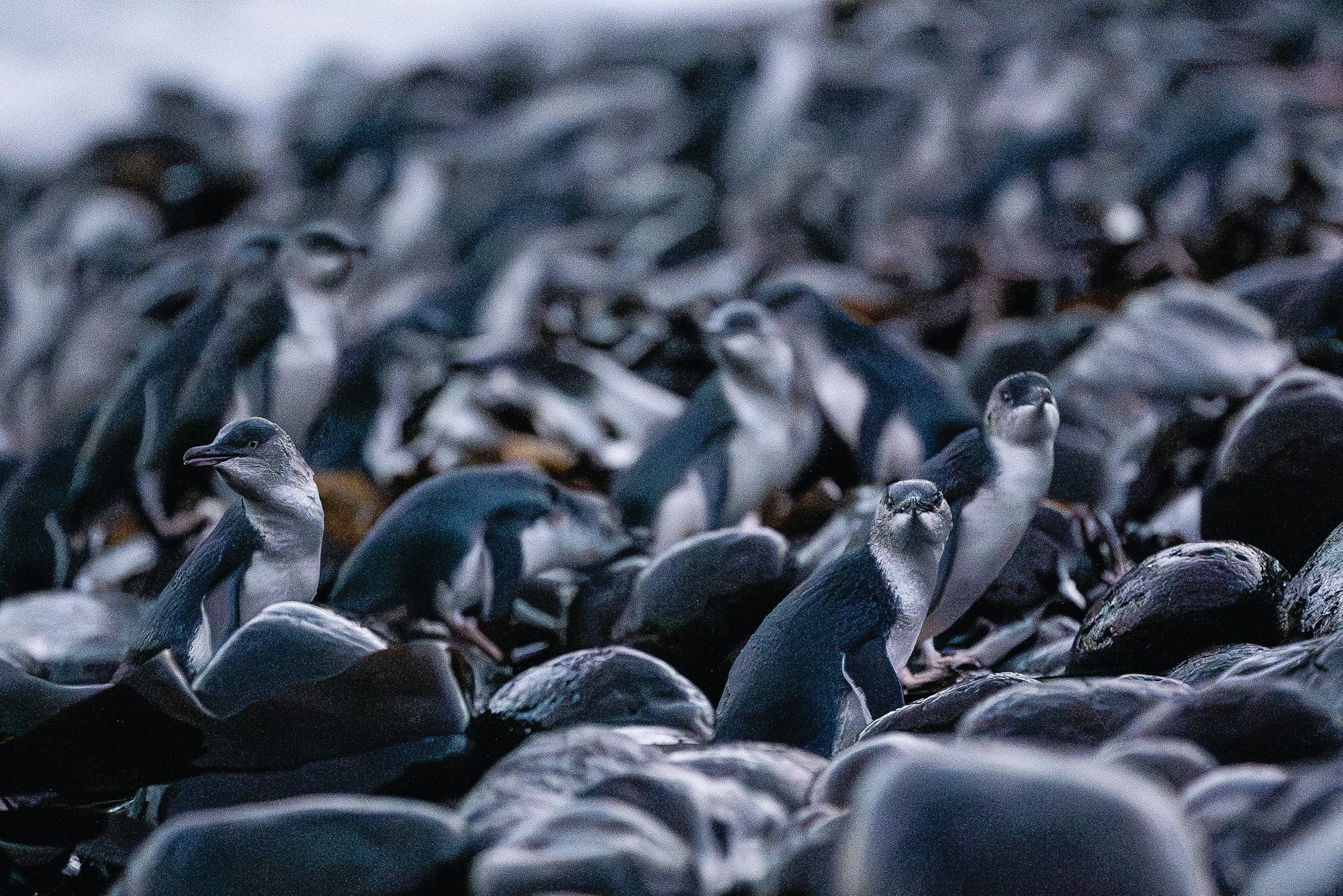 Penguin research reveals breeding and food habits