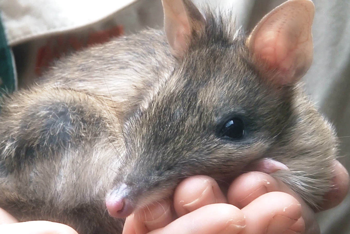 More funding for island’s bandicoot project