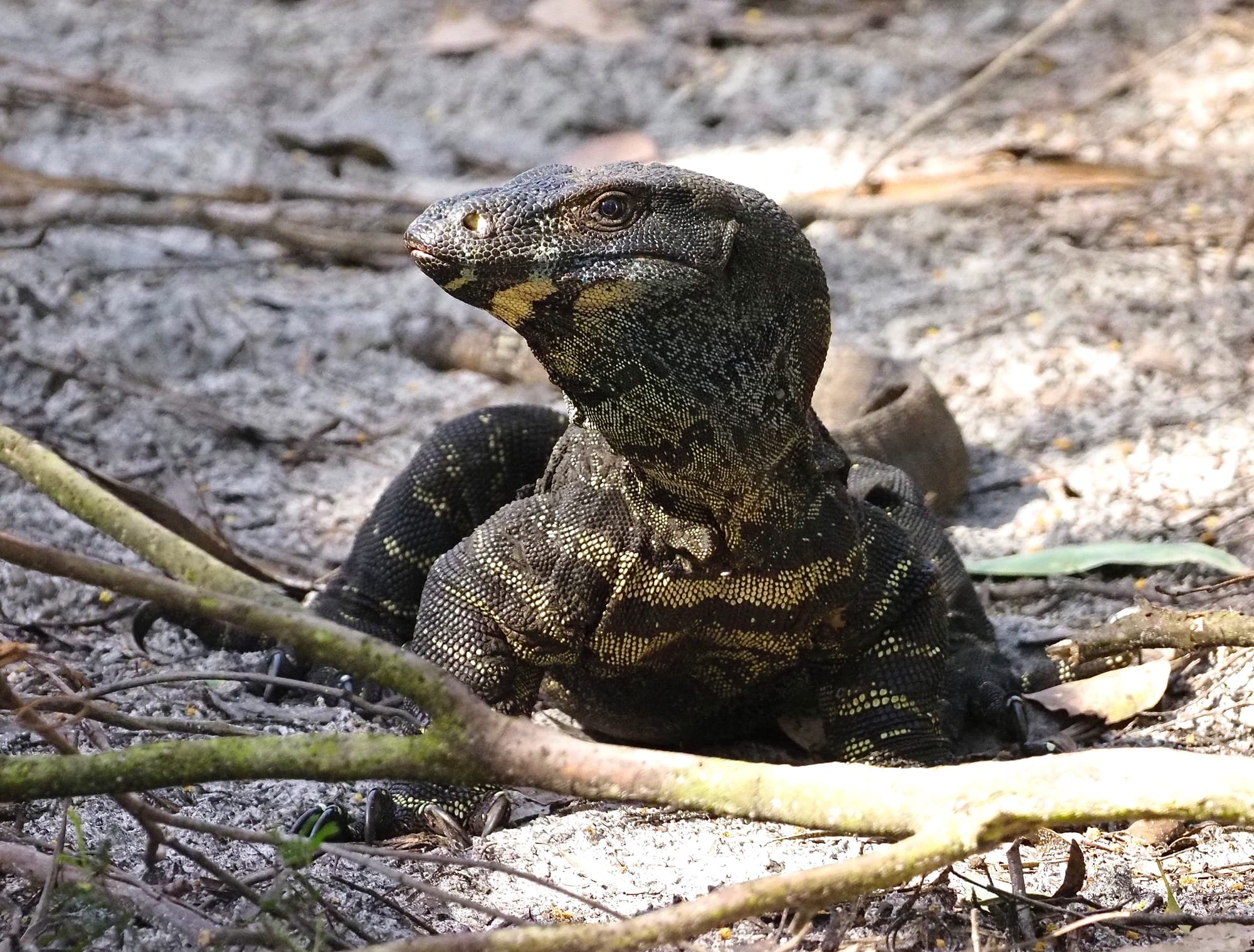 Save Western Port Woodlands meeting this Saturday (October 8)