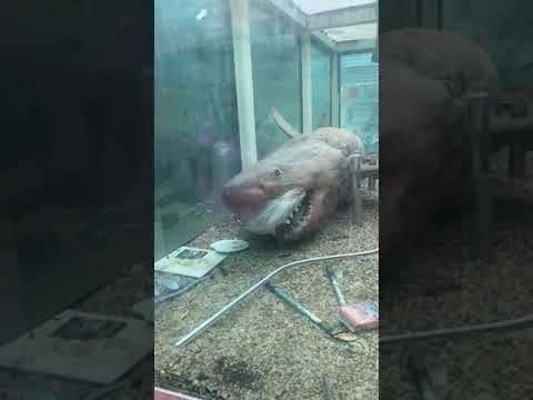 Rosie the Shark: how is she now?