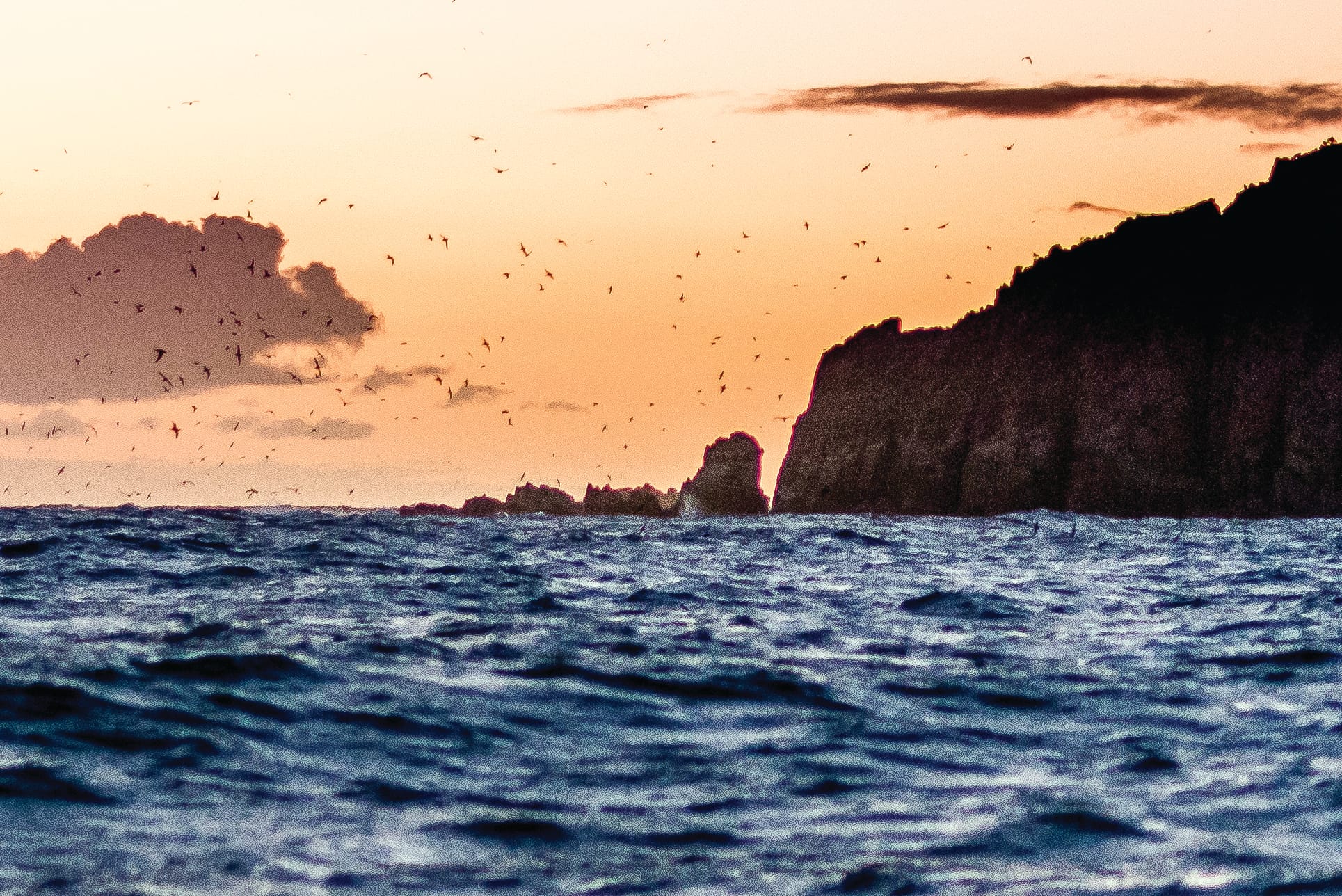 Shearwaters get reported