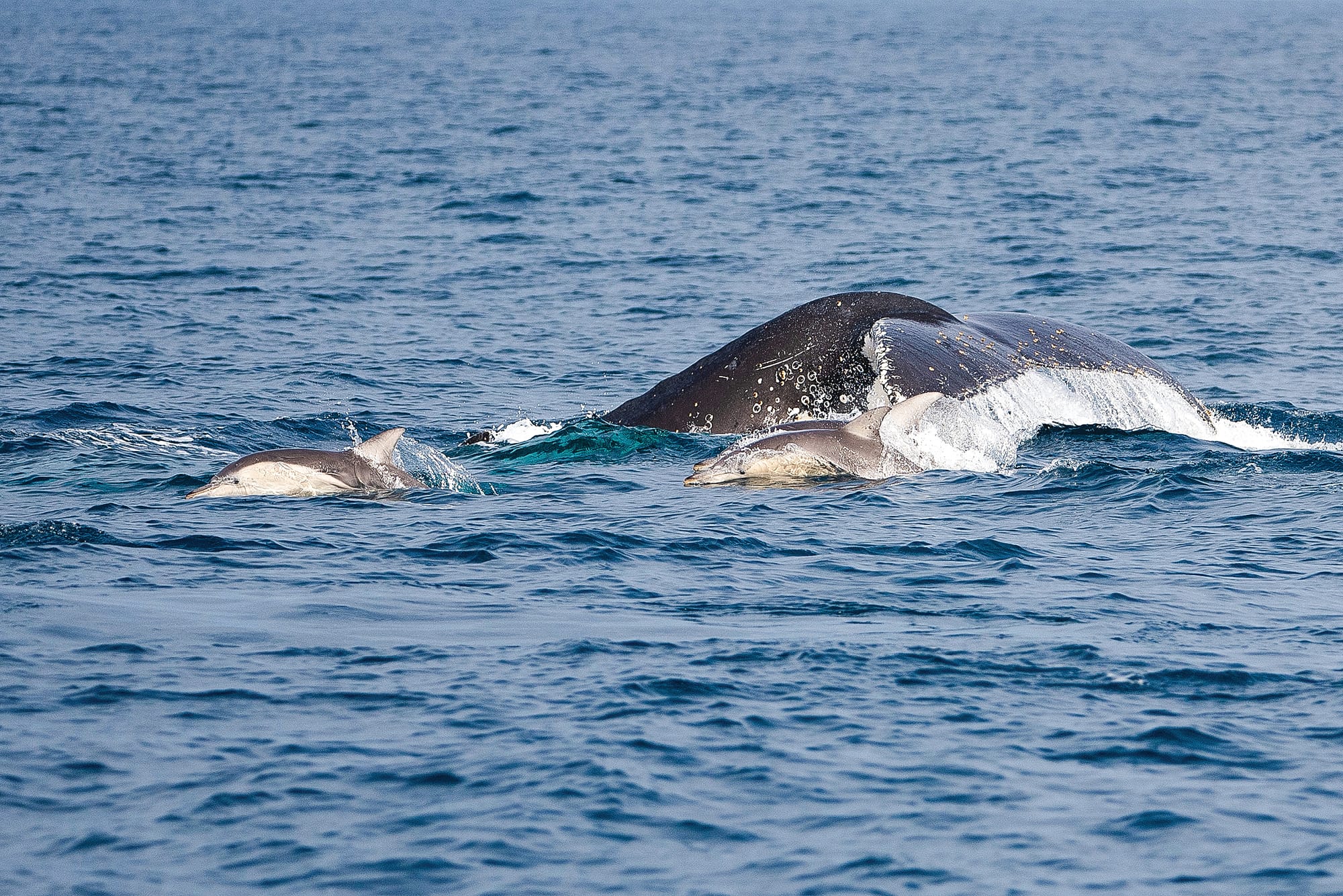 What a Whaley big success!