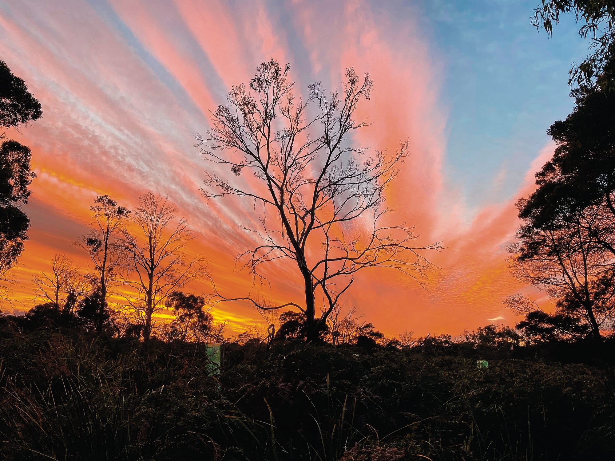 Mass gum dieback across island