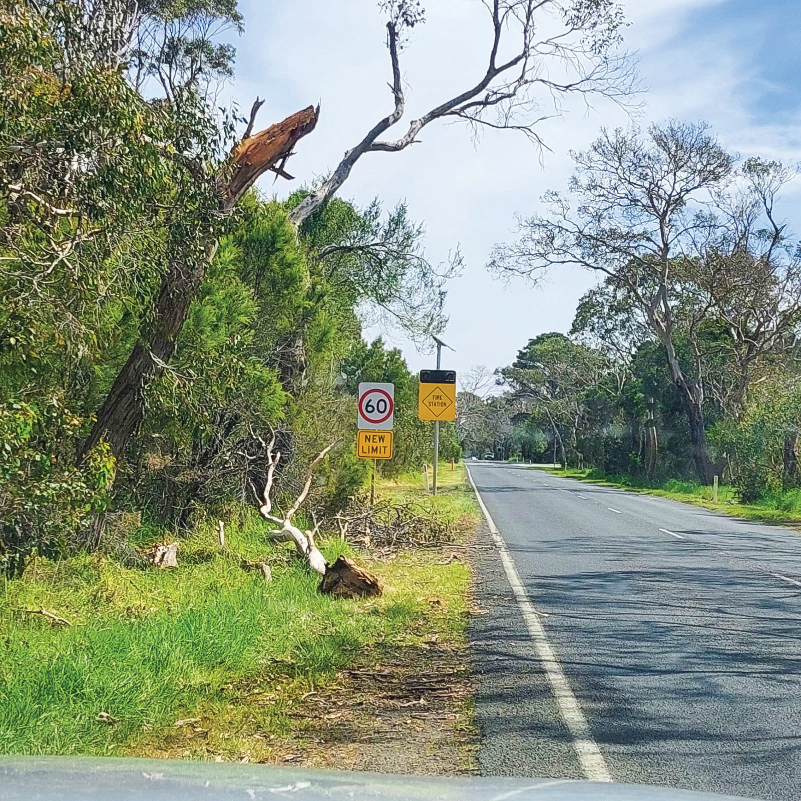 Another dead tree falls on Ventnor Road