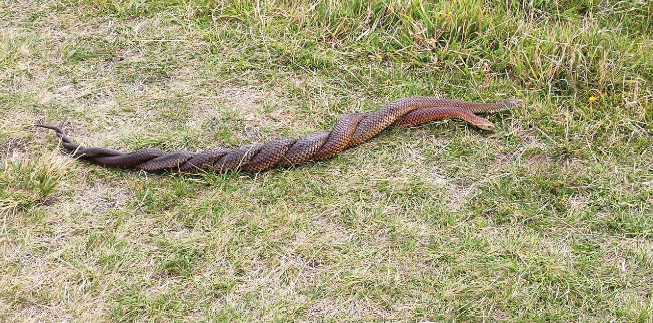 A slithery snarl of snakes