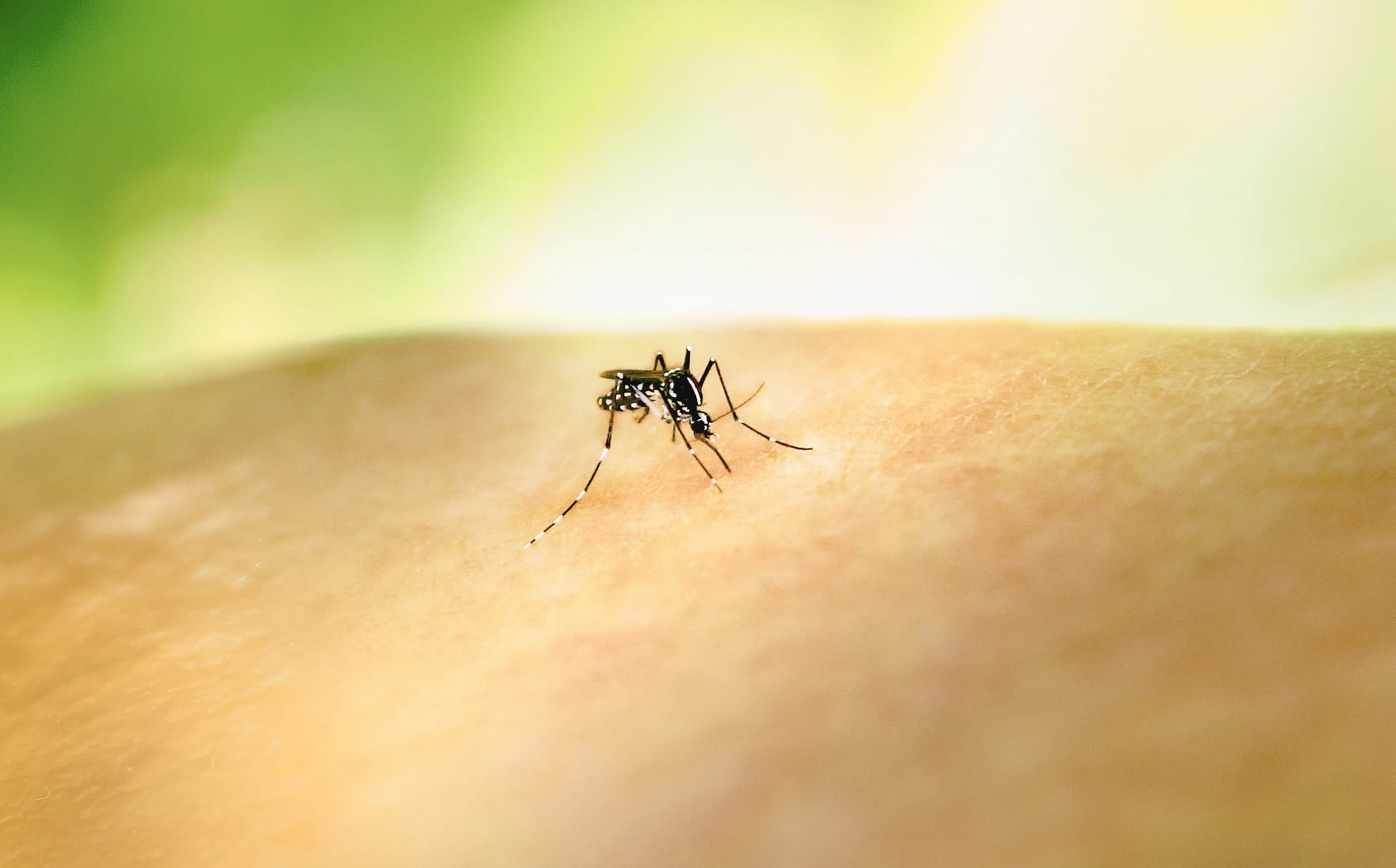 Mozzie season is back