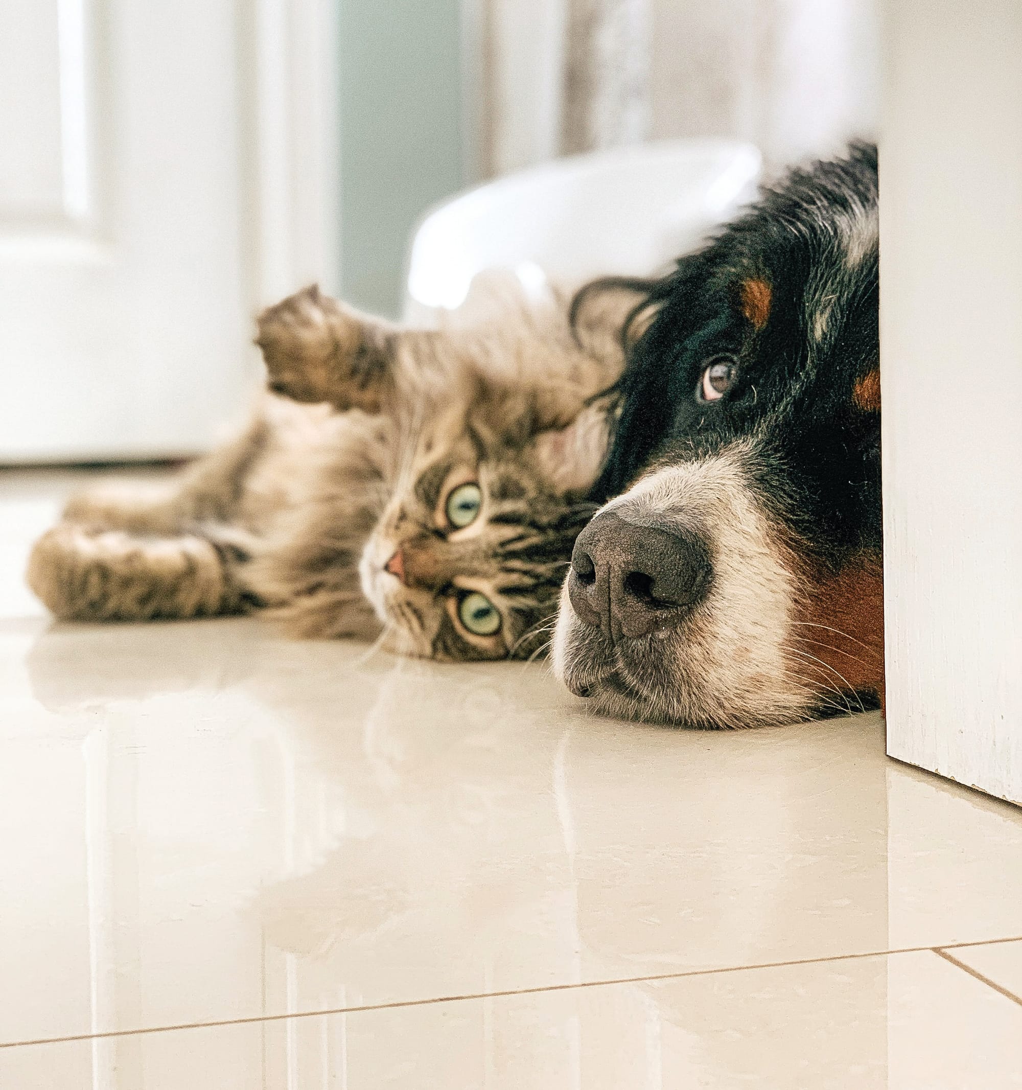 Helping your pet cope this storm and firework season