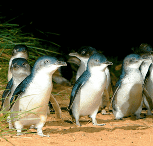 Phillip Island Penguin Parade