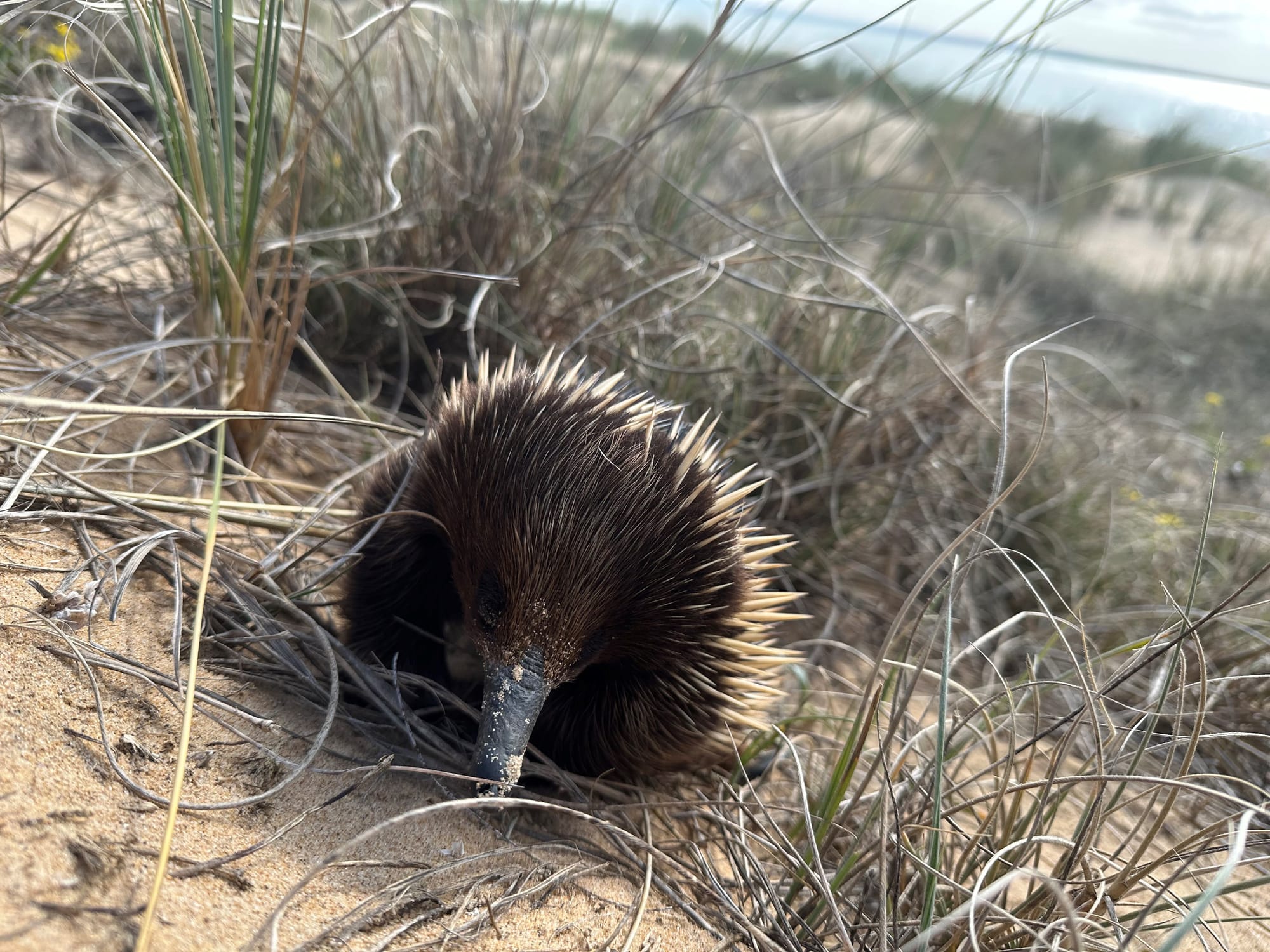 Deathly summer predicted for local wildlife