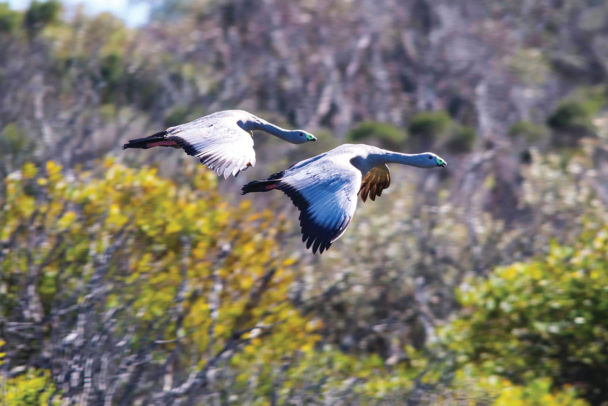Nature Parks walks razor’s edge on wildlife plan