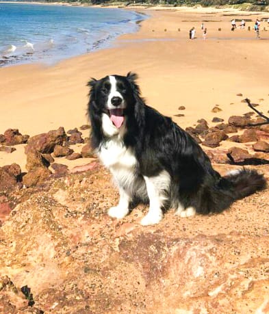 “I own a dog and I vote!”