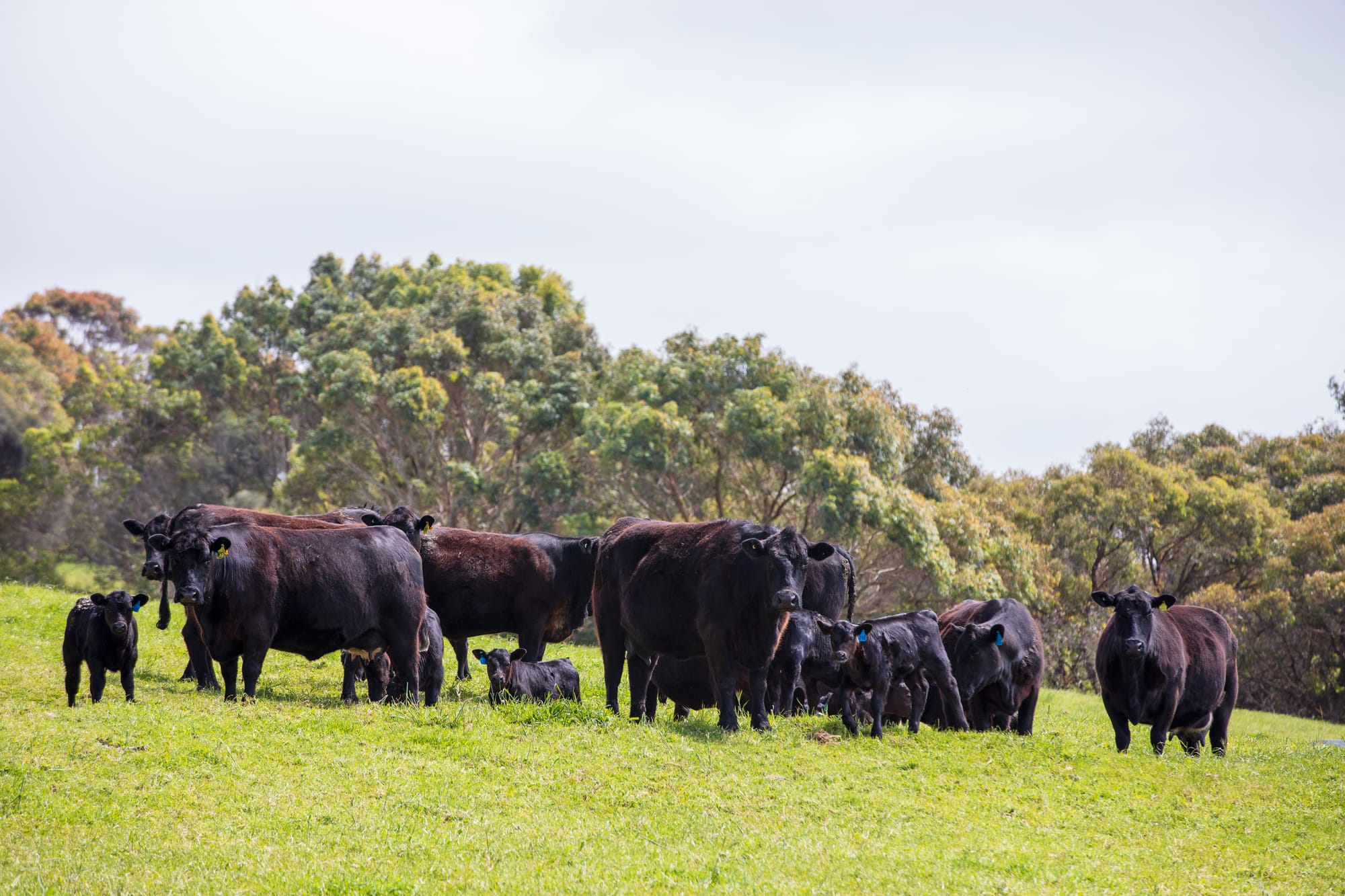 Enter the Gippsland Food and Fibre Awards