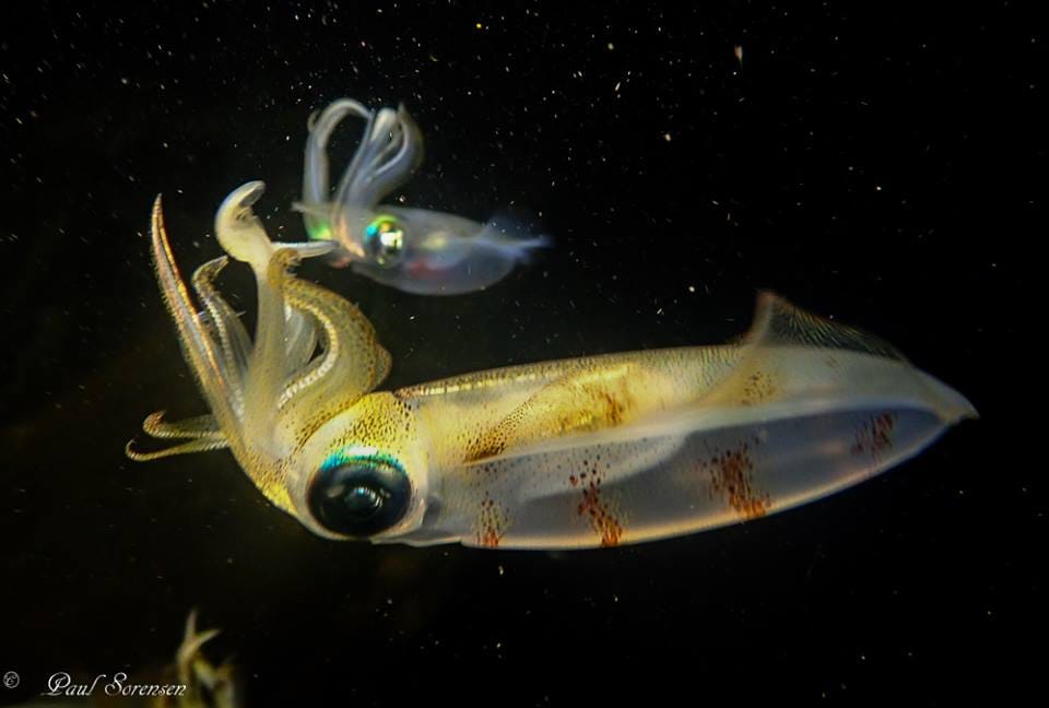 When mating, males place sperm into the gills of the female. Photo: Paul Sorensen.