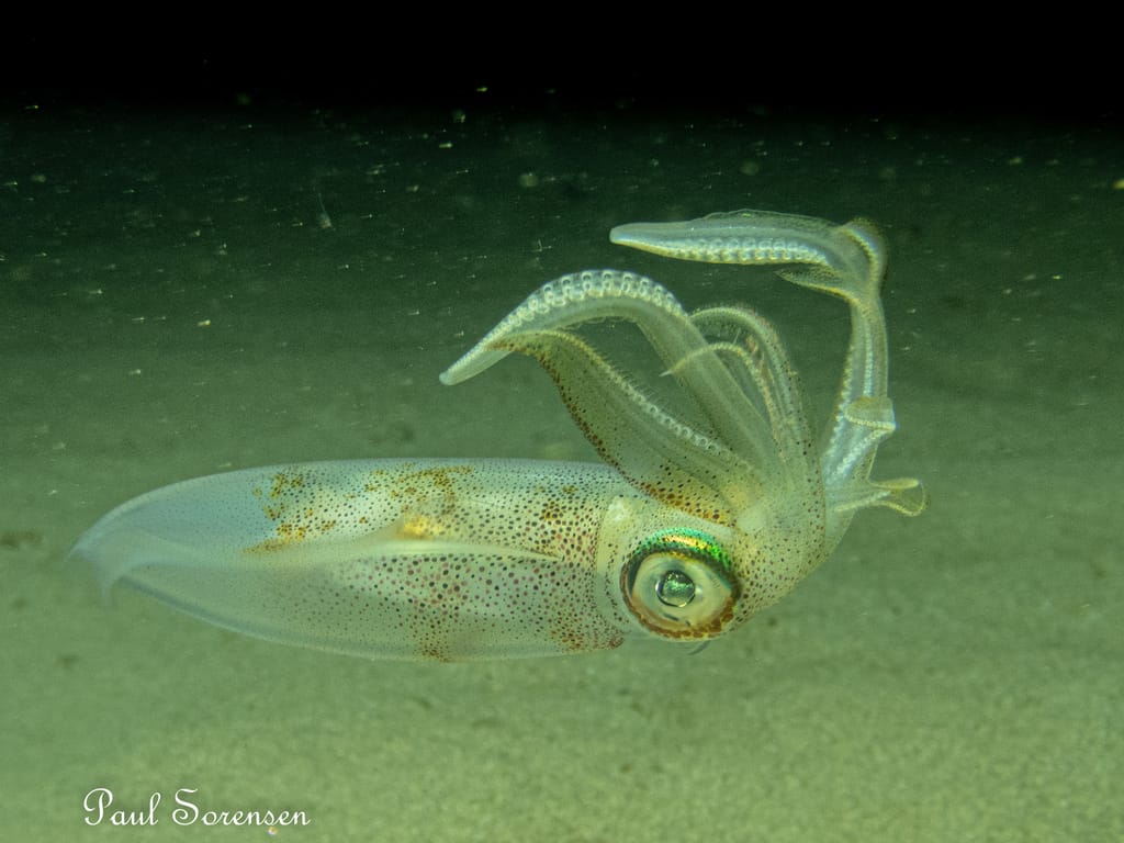 A Marine Mili series: The Southern Calamari Squid!