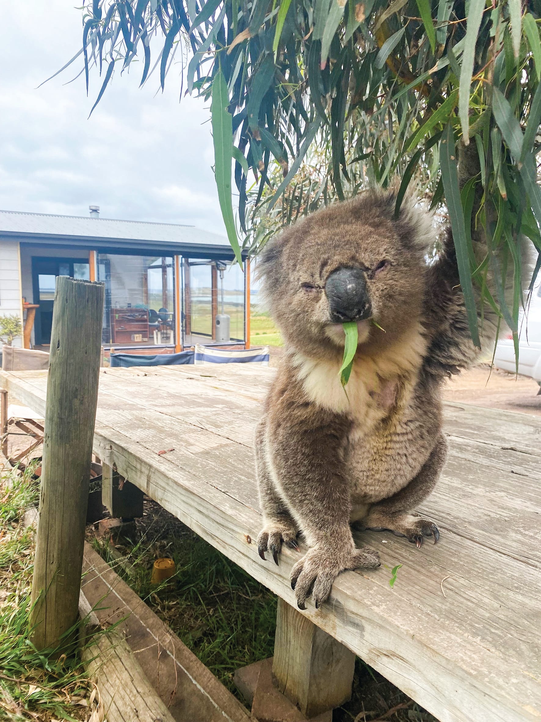 French Island faces koala overpopulation