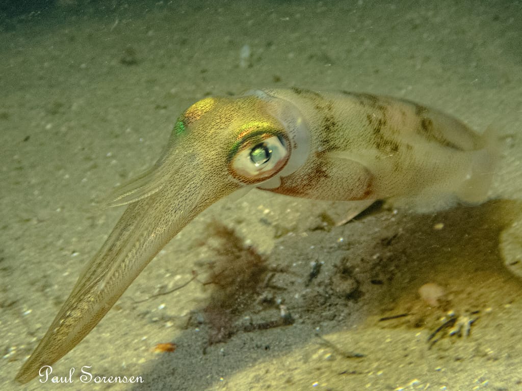 Most people know this species just as ‘squid,’ but it is called a calamari squid. Photo: Paul Sorensen.