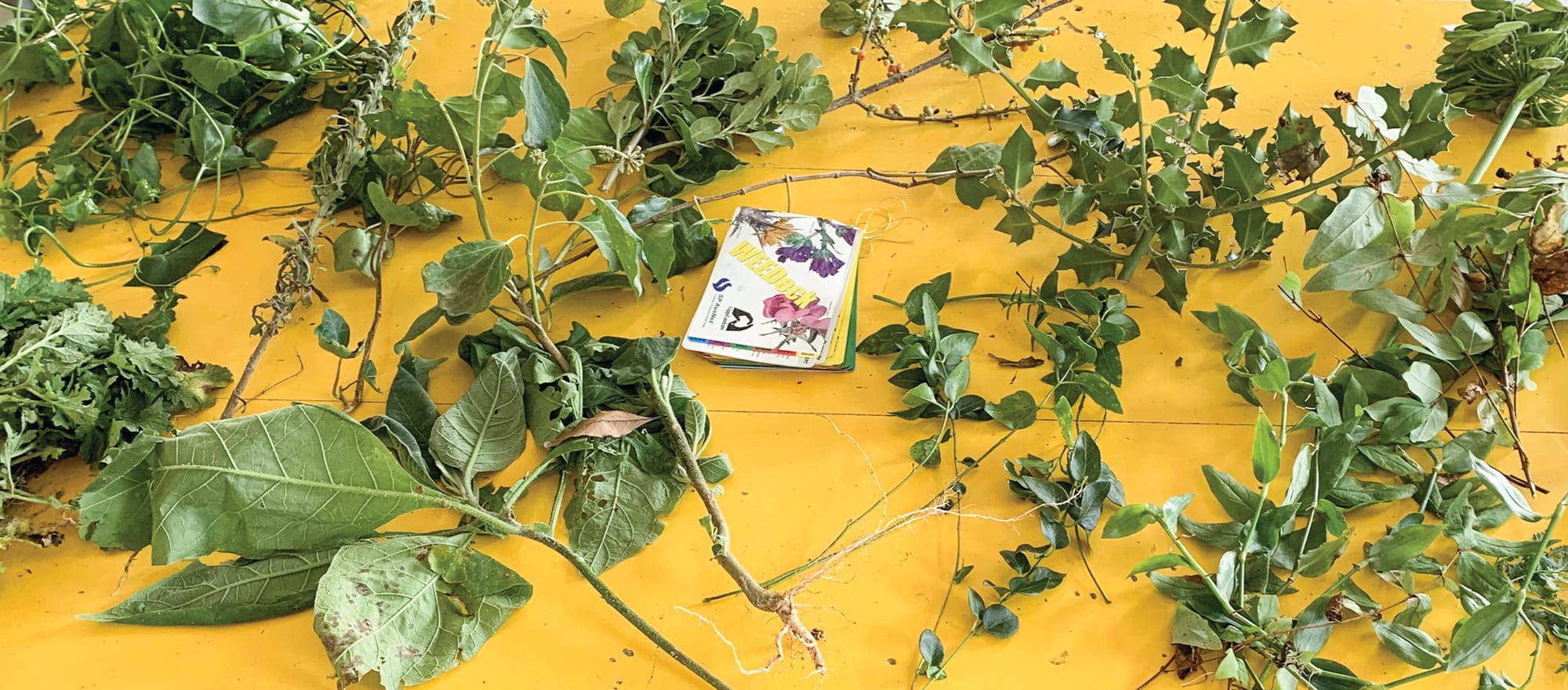 Partnership against pests