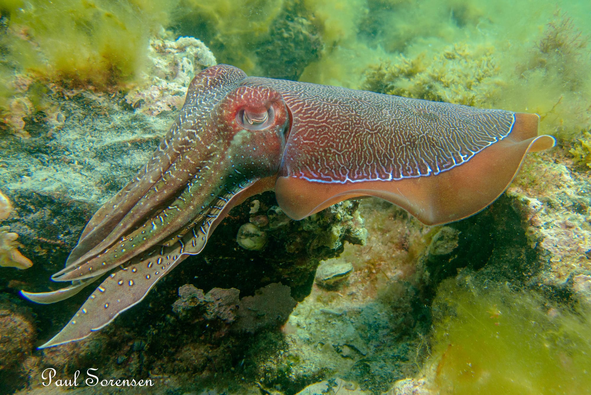 Cephalopods include squid, cuttlefish and octopus. Photo: Paul Sorensen