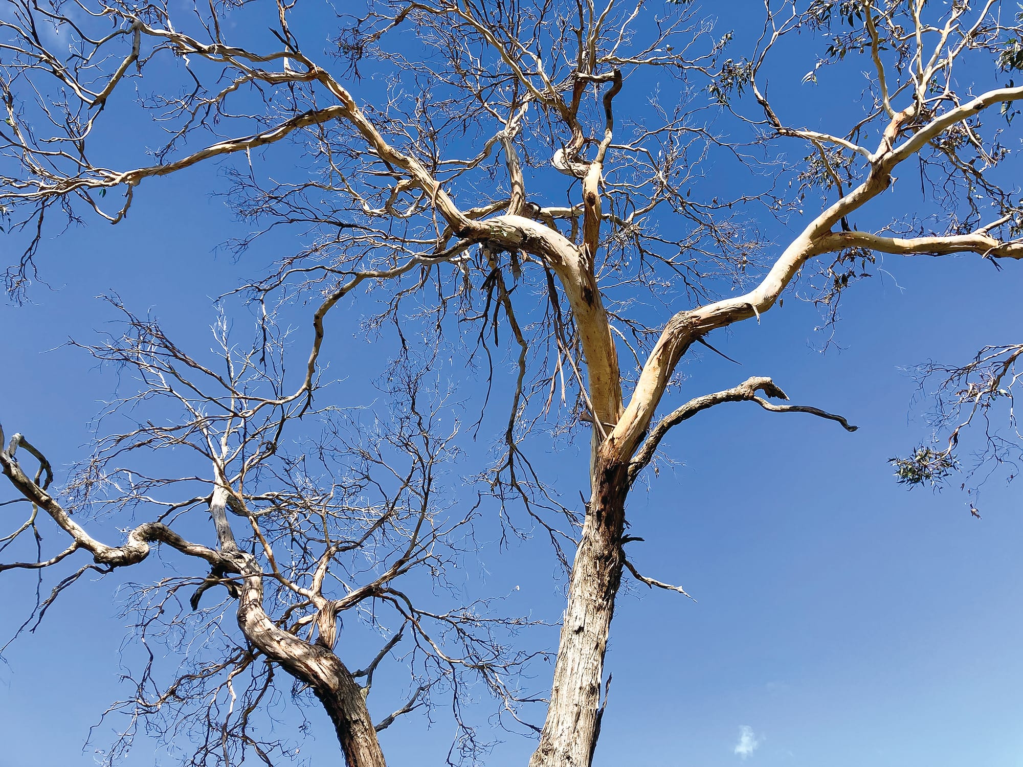 Do you have eucalypt dieback on your property? - Info session