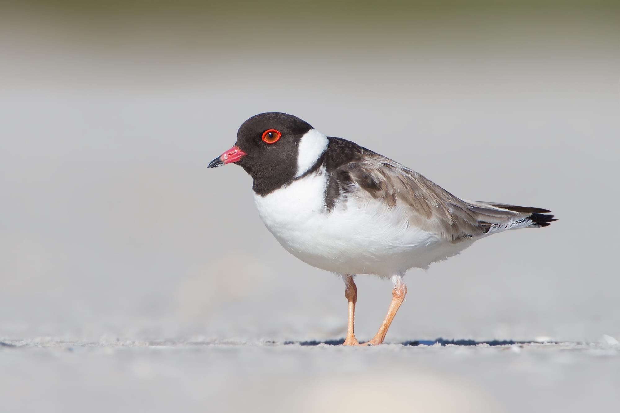 Hooded Plover Conservation Dinner