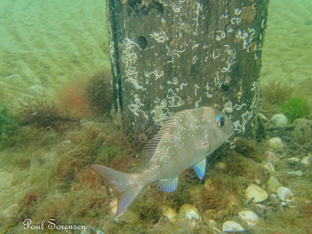 Snapper is a common marine fish in Victoria that is a popular recreational catch for many anglers. Photo: Paul Sorensen.