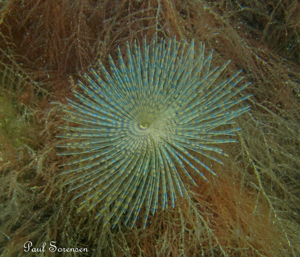 Some species of fan worm are invasive, like the European fan worm. Photo: Paul Sorensen
