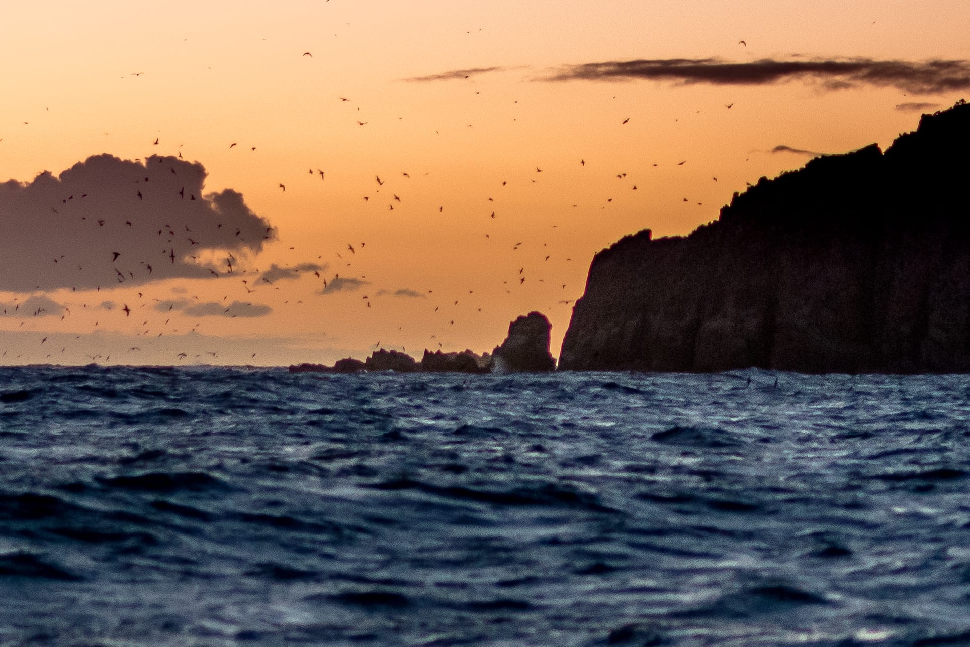 Report all sick or dead bird sightings