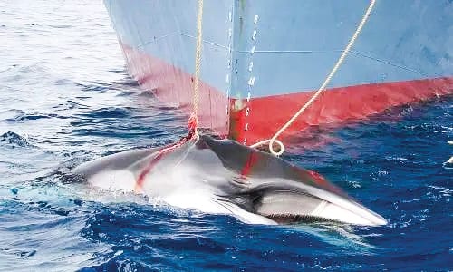 Anti whaling meeting