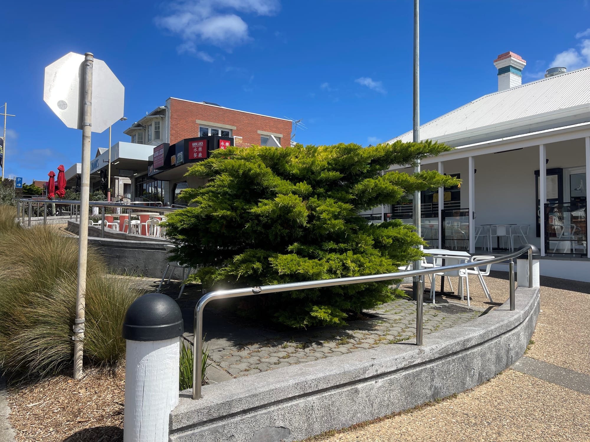 Cypress tree to be removed, replanted