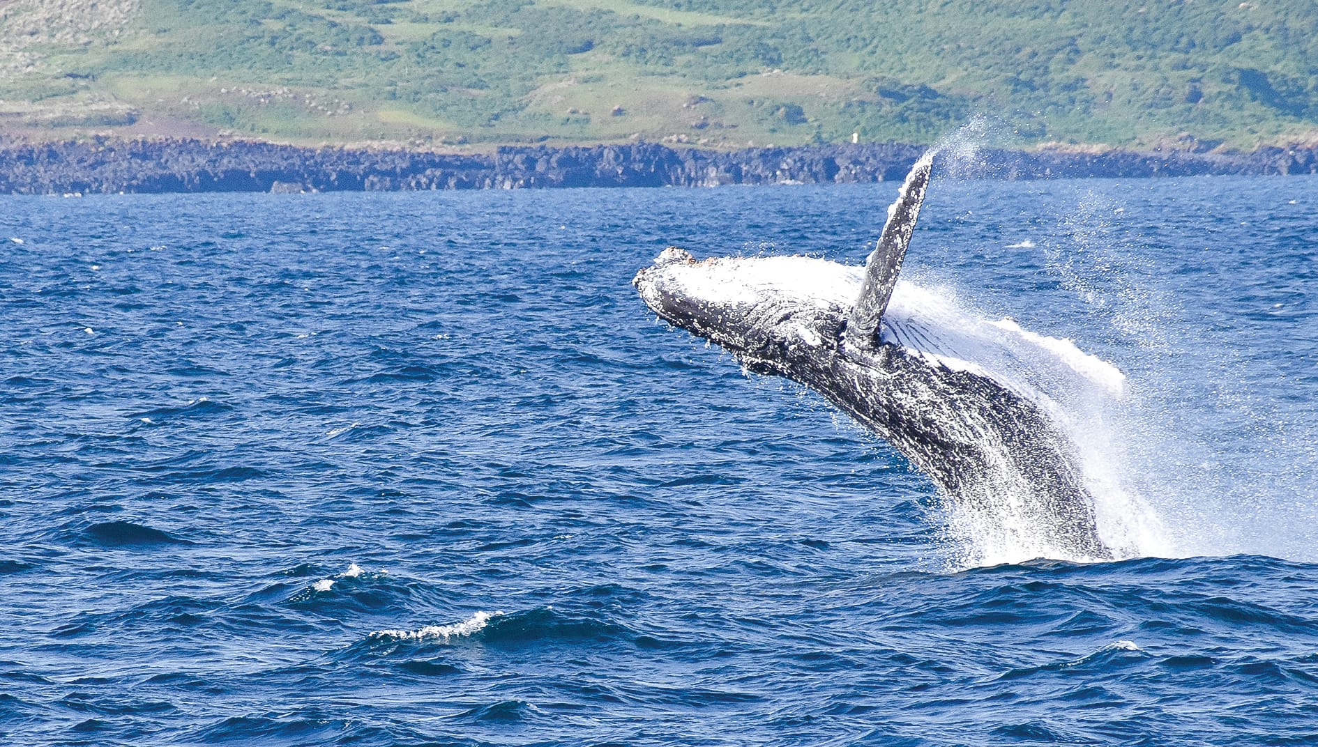 Island Whale Festival