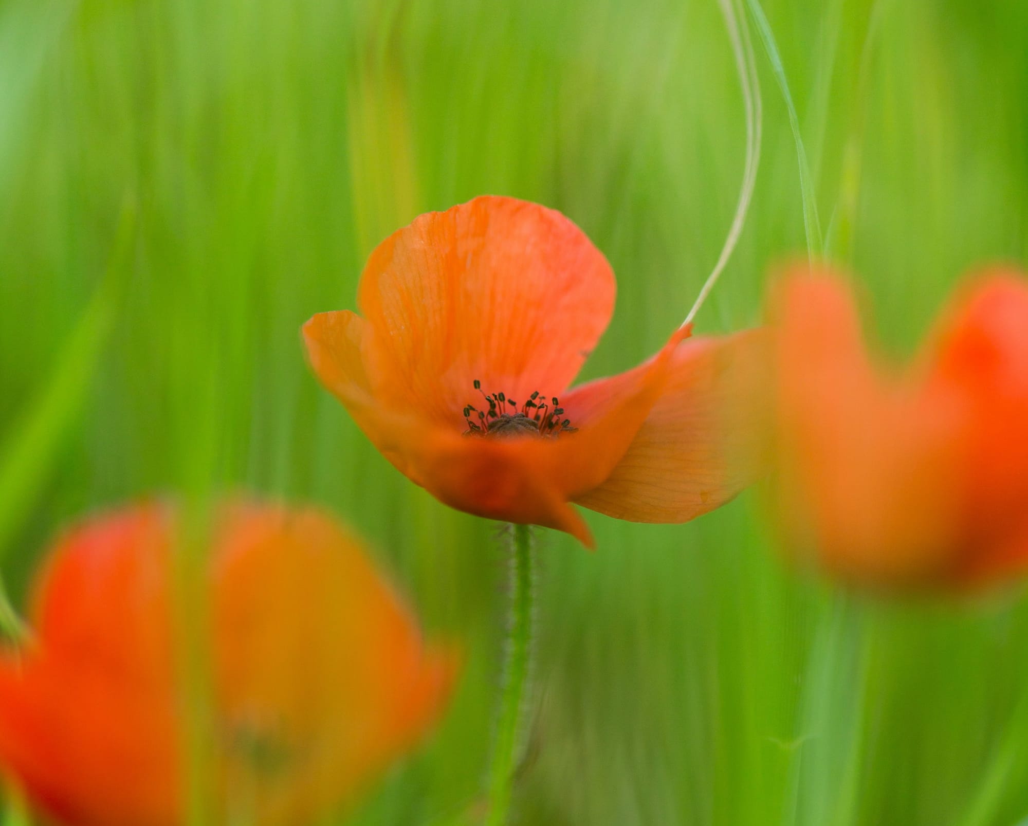 Cowes ANZAC Day events
