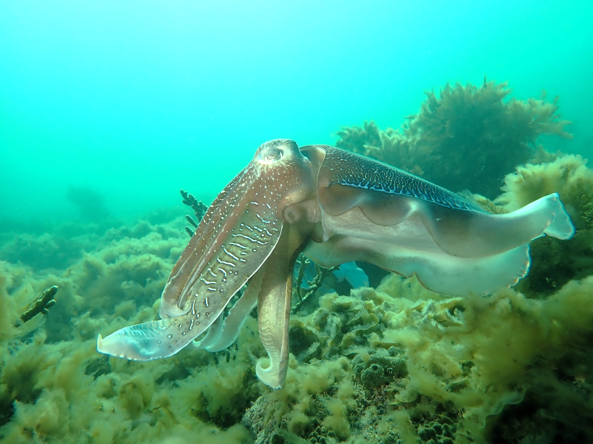 A Marine Mili series: Masters of Camouflage