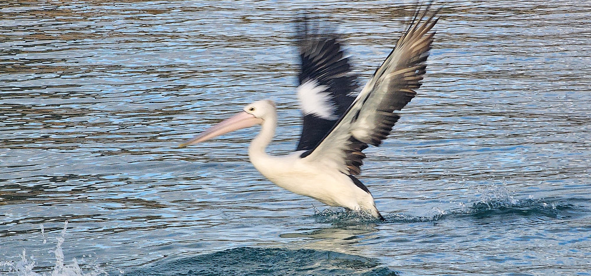 A Marine Mili series: The Australian pelican!