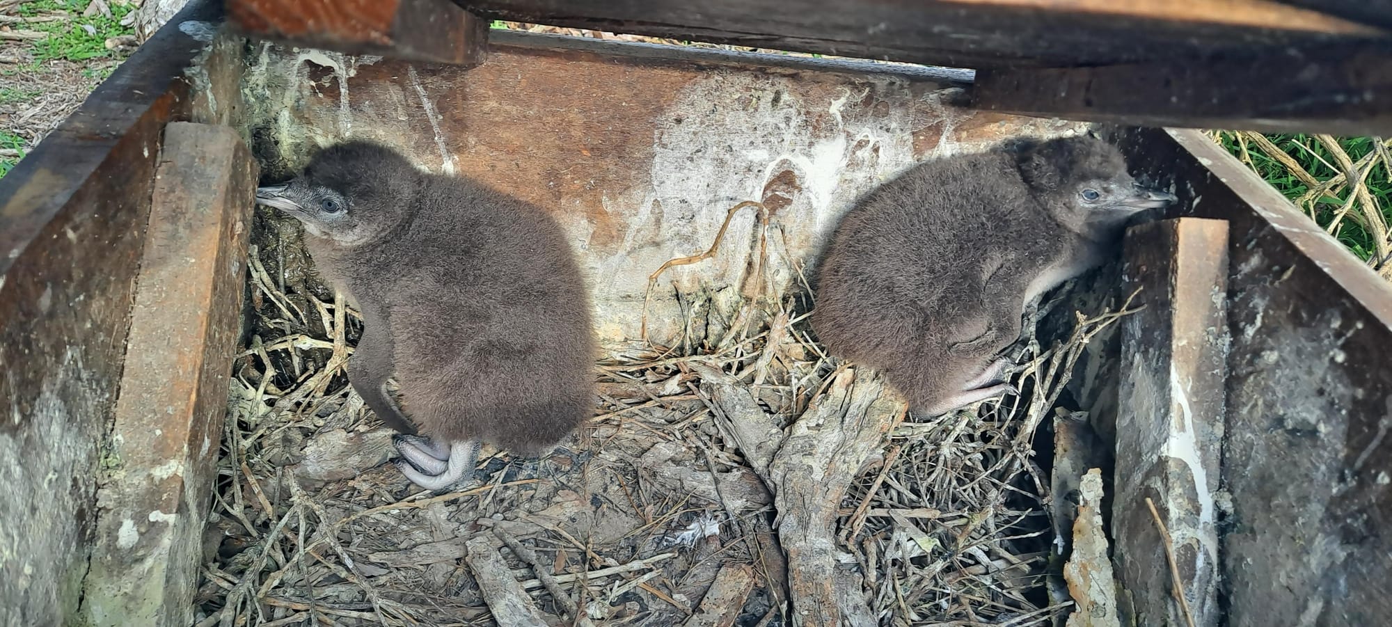 Best start in life for little penguins