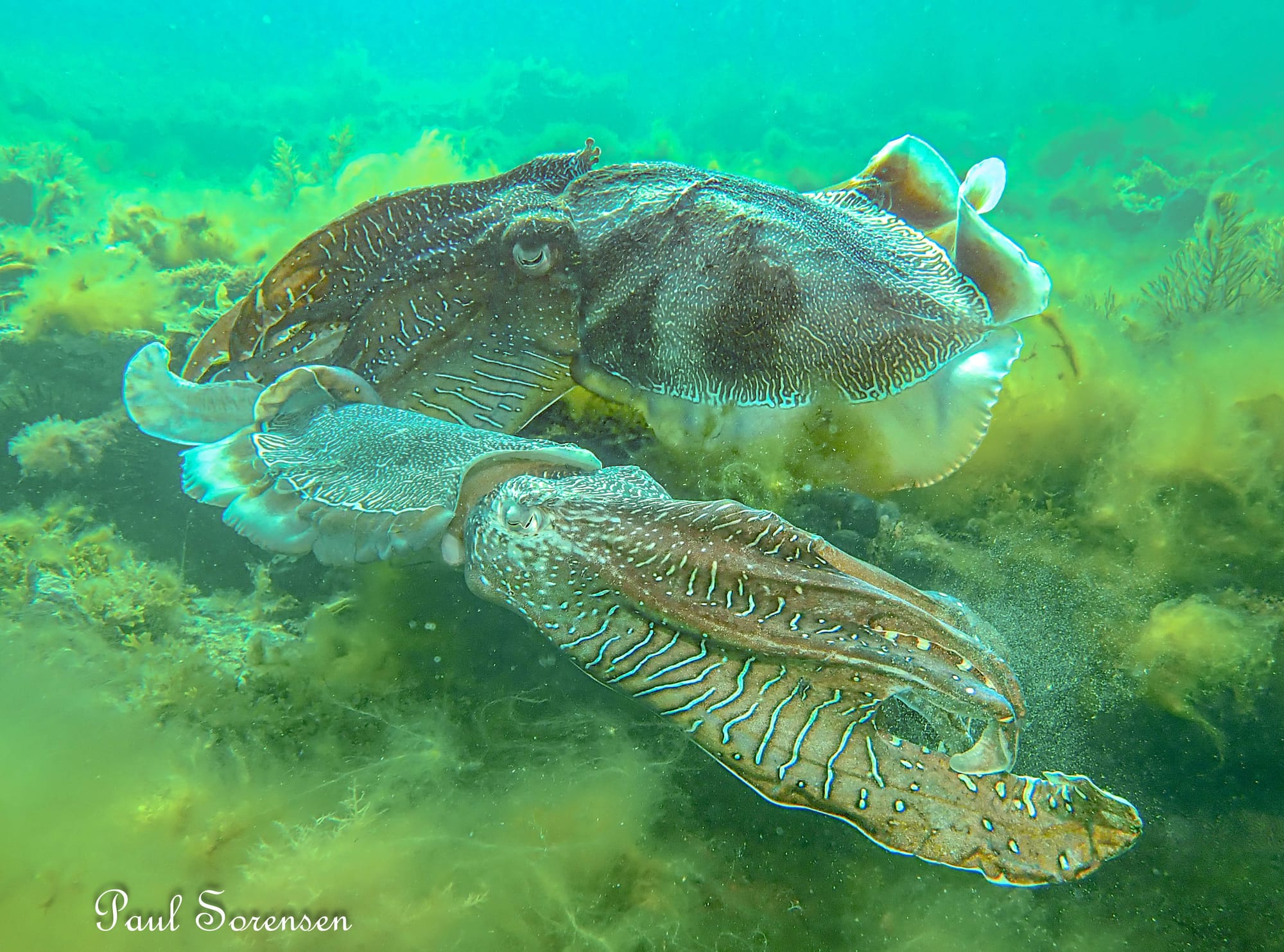 This species is known as the largest species of cuttlefish in the world and can grow to weigh an impressive 10.5 kilograms, and they can reach up to 1 metre in length! Photo: Paul Sorensen