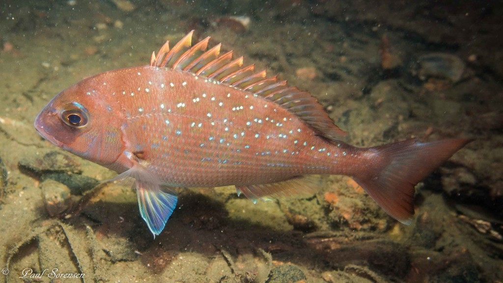 In Victoria there is one main species of snapper which is commonly referred to by a few different names such as the pink snapper, the red bream or even just snapper. Photo: Paul Sorensen.