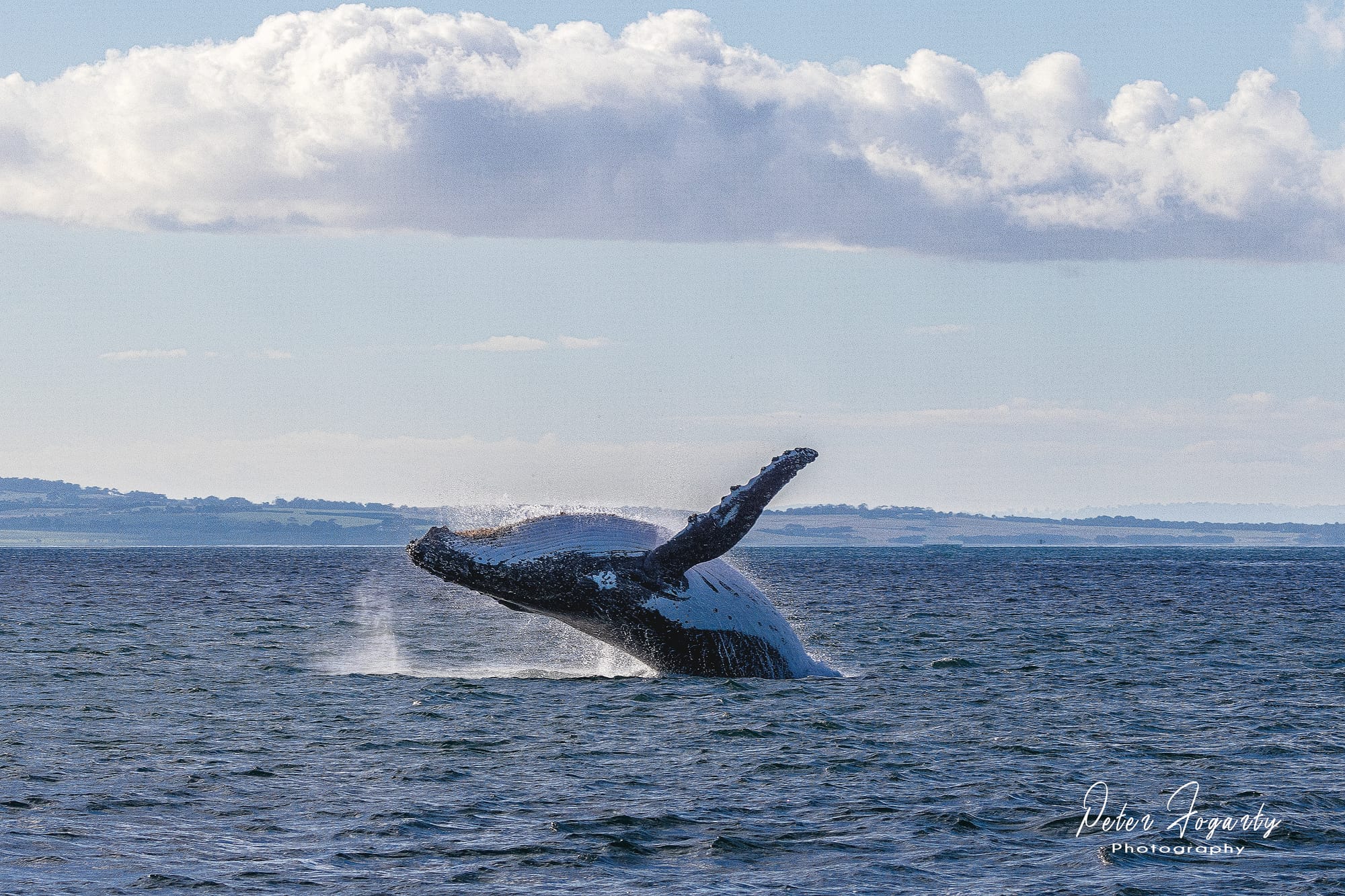 Phillip Island Whale Festival