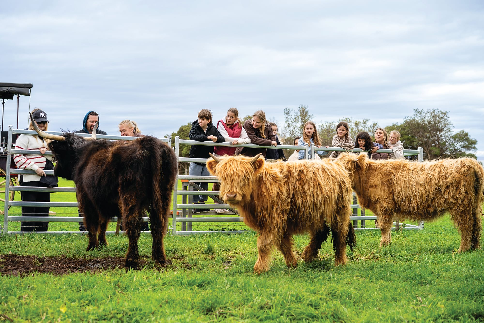 Visitors can get up close and feed Highland cattle, as part of a new visitor experience at Churchill Island from November 1.