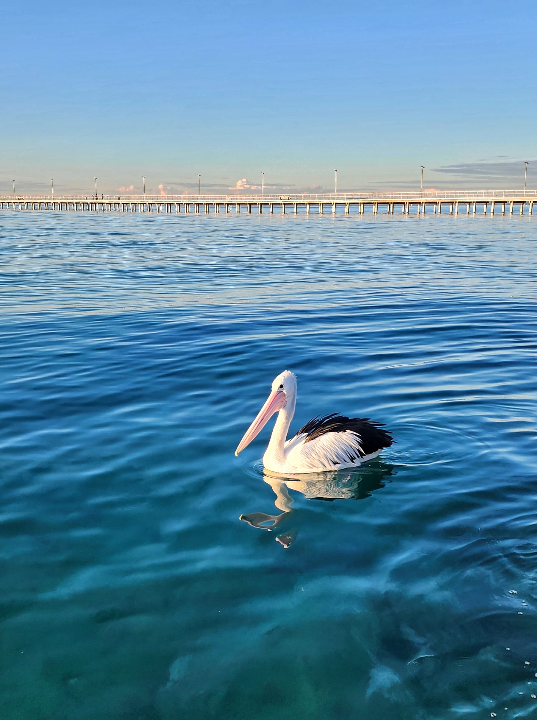 The main source of food for this quirky species of pelican is different fish species although they are known to hunt a variety of other prey including crustaceans. Photo: Jules Casey.