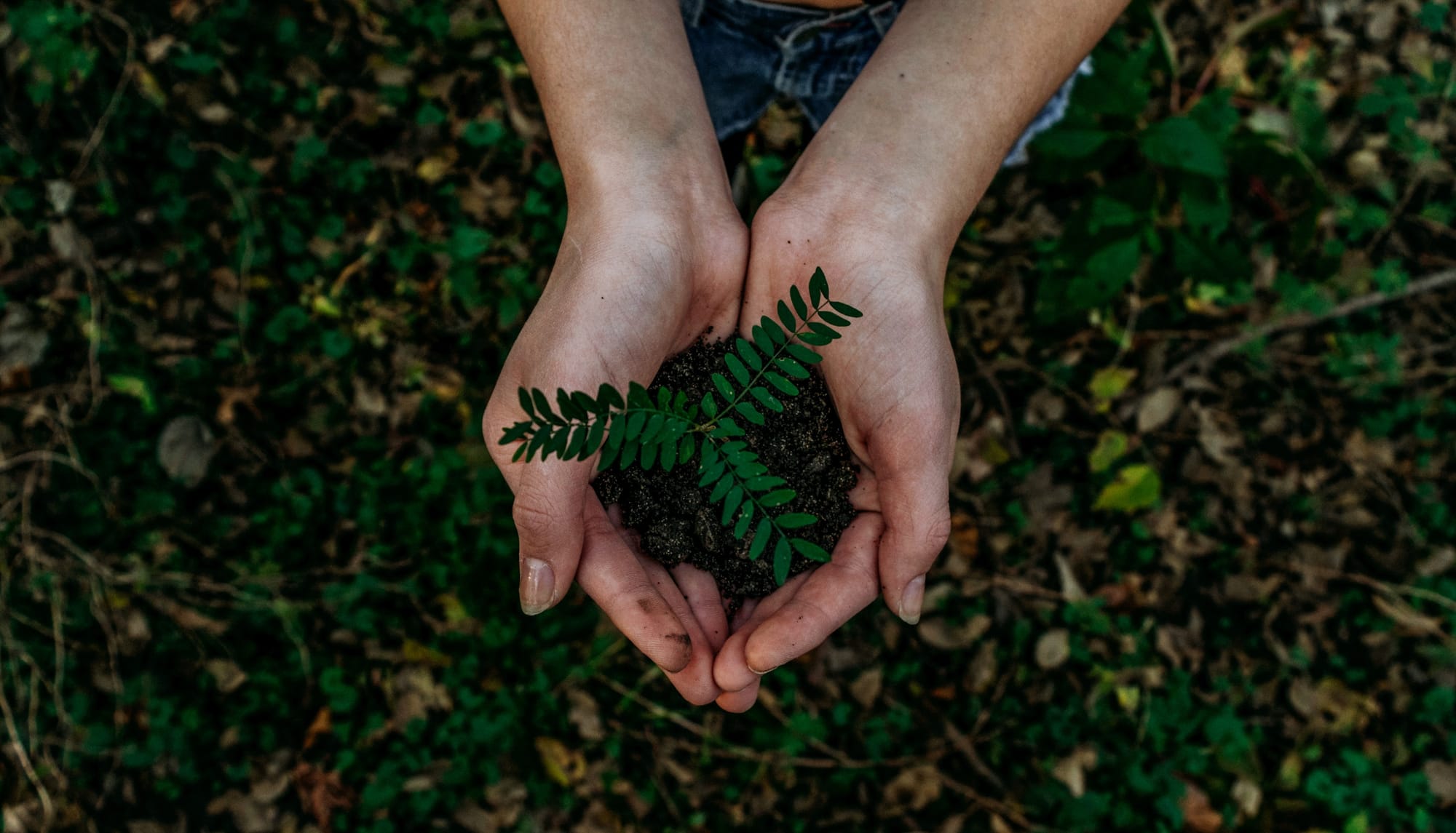 Fields tree planting - Phillip Island Landcare Group